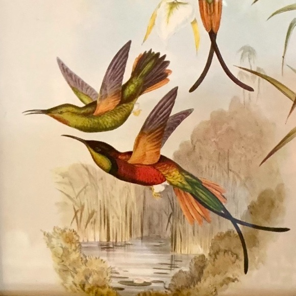 Framed Humming Bird Print Burns Boston Frame Burlwood 4 x 7 picture Vintage - Picture 2 of 9